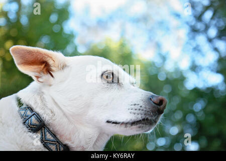 a cute white chihuahua mix looking off to the side on a beautiful summer day outisde Stock Photo