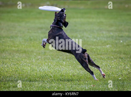 a dog playing fetch in a local public park Stock Photo