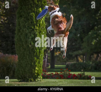 a dog playing fetch in a local public park Stock Photo