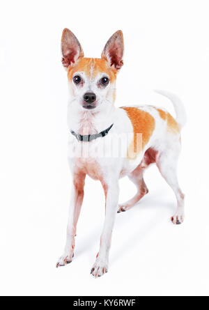 toy fox terrier dachshund mix