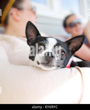 cute chihuahua being held in her owner's arms while looking at the camera Stock Photo