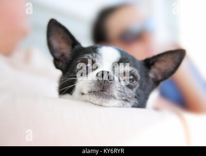 cute chihuahua being held in her owner's arms while looking at the camera Stock Photo