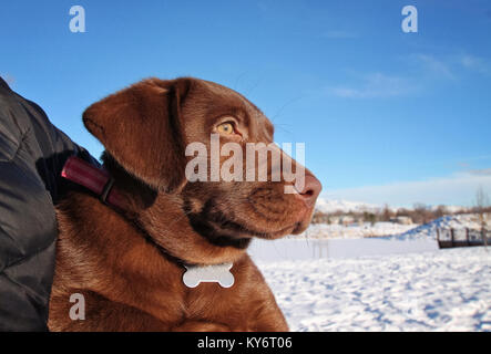 a chocolate lab puppy and her owner cuddling on a cold winter day Stock Photo