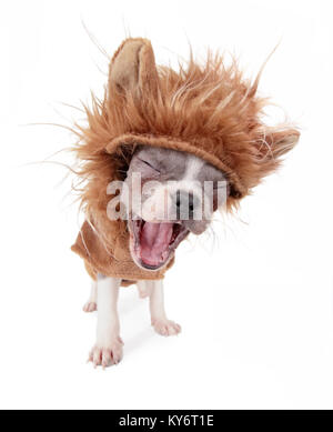 photo of a cute french bulldog puppy in a lion costume yawning or barking studio shot on an isolated white background Stock Photo