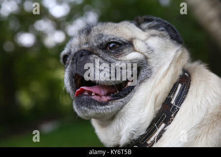 Premium Photo  Funny pugs in sunglasses in a toy car on a blue