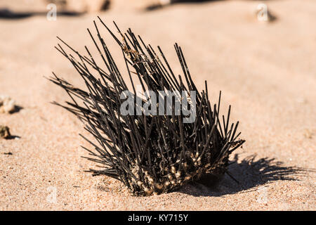 dead sea urchin on the sand. Egypt. Stock Photo