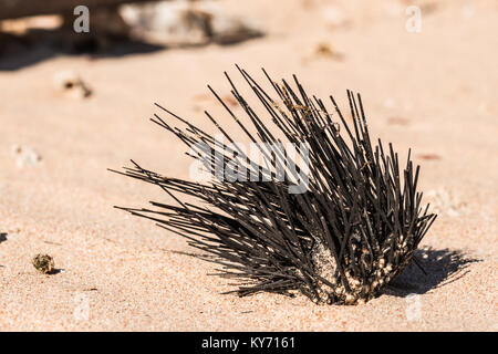 dead sea urchin on the sand. Egypt. Stock Photo