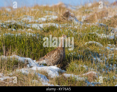 Female Black Grouse Lyrurus tetrix on the uplands of the North Yorkshire pennines on a snowy moor. Stock Photo
