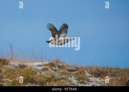 Female Black Grouse Lyrurus tetrix in North Yorkshire in flight on a snowy moor on the Northern Pennines. Stock Photo