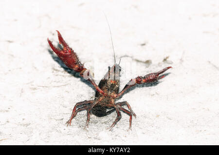 Procambarus clarkii. American crayfish in aggressive position with the pincers opened, over little stones of a road, near to the riverside. Stock Photo