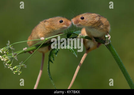 Kissing Harvest Mice Stock Photo