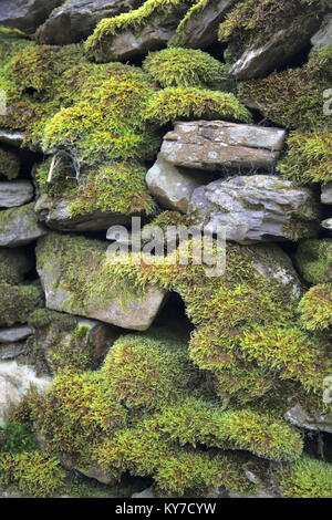 moss covered dry stone wall in the lake district cumbria Stock Photo