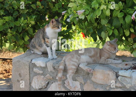 Two cats on a stone wall on a background of green leaves and flowers Stock Photo