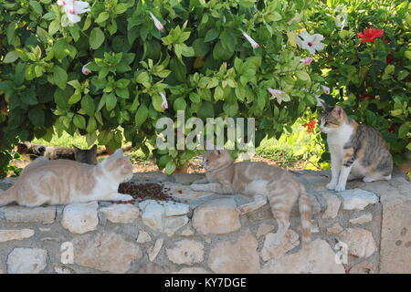 Three cats on a stone wall on a background of green leaves and flowers Stock Photo
