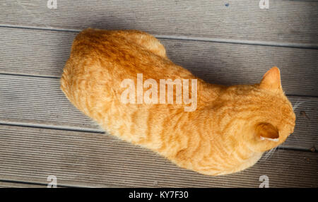 Orange tabbly cat lying down - top view - lying on grey boards with whiskers showing Stock Photo