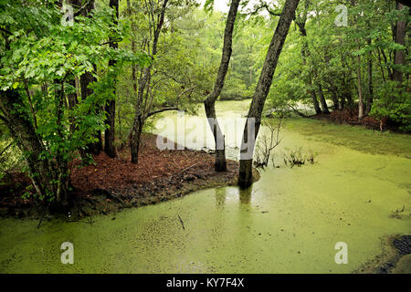 NC01276-00...NORTH CAROLINA - A marsh and maritime forest at Nags Head Woods Preserve on the Outer Banks at Nags Head. Stock Photo