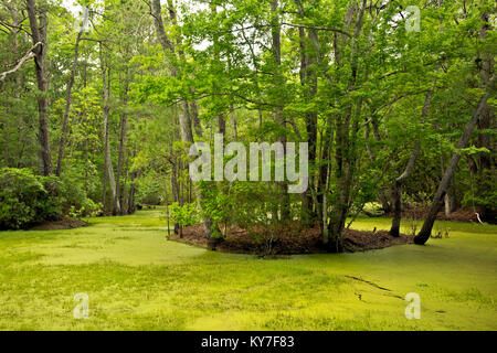 NC01291-00...NORTH CAROLINA - Marshy pond and an island of maritime forest on the Outer Banks at Nags Head Woods Reserve; a National Natural Landmark  Stock Photo