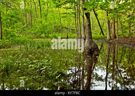 NC01293-00...NORTH CAROLINA - Pond in the maritime forest along the Discovery Trail on the Outer Banks at Nags Head Woods Reserve; a National Natural  Stock Photo