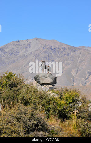 On Lake Tekapo is a well-known bronze statue of a New Zealand Collie sheepdog. The statue was commissioned by Mackenzie Country residents Stock Photo