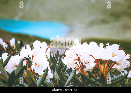 Rhododendrons flowers white color beautiful spring seasonal growing in mountains lake on background Stock Photo