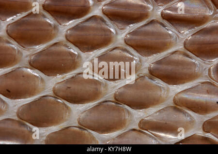 detail of scales on shed snake skin Stock Photo