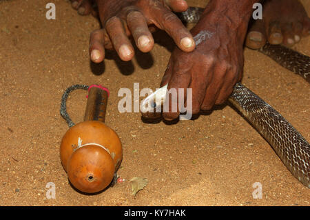 Snake catcher rubs a few drops of Indian cobra venom on the back of his hand till the venom froths up, Tamil Nadu, South India Stock Photo