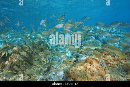 School of fish seabreams Sarpa salpa underwater in the Mediterranean sea, Sicily, Trapani, Italy Stock Photo