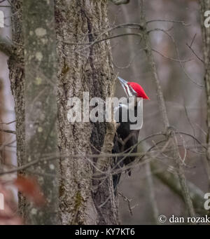 pileated woodpecker on tree Stock Photo