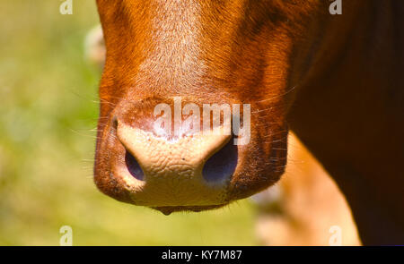 Cow's nose and nostrils close up with details showing the whiskers. Stock Photo