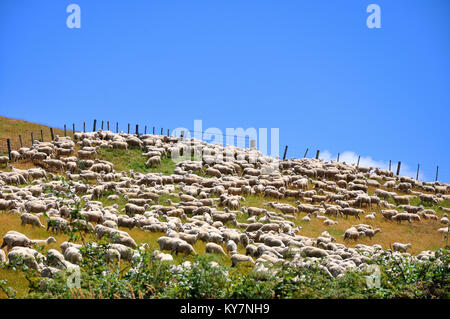 Freshly shorn New Zealand sheep and lambs in a paddock on a hill. Fence line with blue sky. Ovis aries Stock Photo