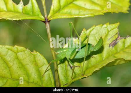 Speckled Bush-cricket - Leptophyes punctatissima  Female on leaf Stock Photo