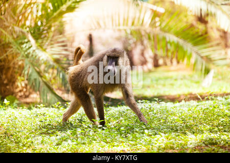 Portrait of adult Anubis baboon walking alone in African savannah Stock Photo