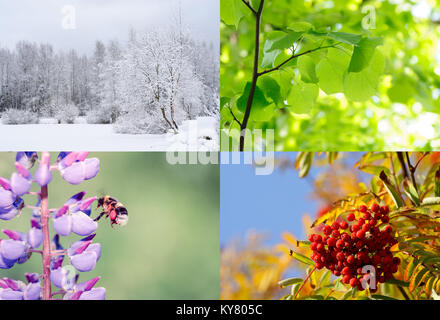 Four seasons of year. Nature in spring, summer, autumn and winter. Stock Photo