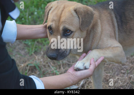 dogs shaking hand with human, friendship between human and dogs. Dog paw and human hand shaking. Stock Photo