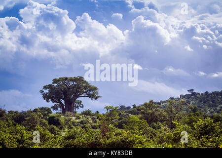 Punda Maria in North of Kruger national park, South Africa Stock Photo