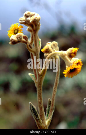 Frailejones flowers (Espeletia pycnophylla) growing in the mountain landscape between Laguna negra and Laguna Mucubaji near Apartaderos in Merida Vene Stock Photo