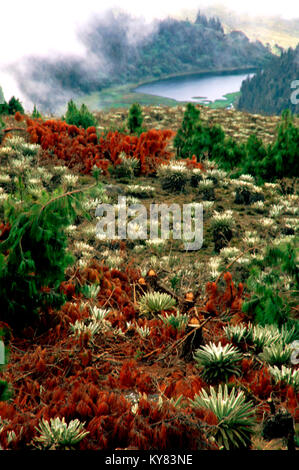 Laguna Victoria. Frailejones flowers (Espeletia pycnophylla) growing in the mountain landscape between Laguna negra and Laguna Mucubaji near Apartader Stock Photo