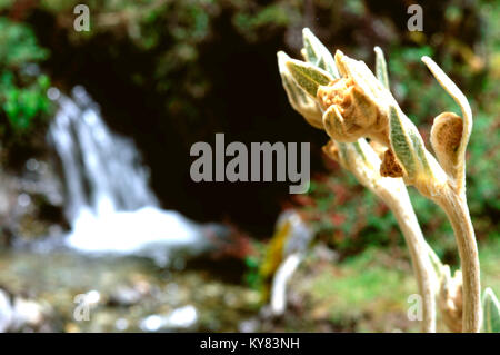 Frailejones flowers (Espeletia pycnophylla) growing in the mountain landscape between Laguna negra and Laguna Mucubaji near Apartaderos in Merida Vene Stock Photo