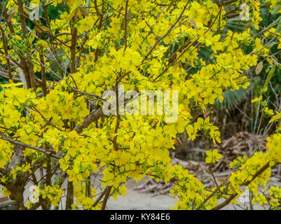 Ochna integerrima flowers at spring time in Southern Vietnam. Stock Photo