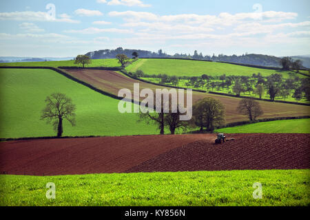 Spring cultivation - rolling - in the livid green early spring fields of East Devon near Killerton, Exeter with an old apple orchard middle distance Stock Photo