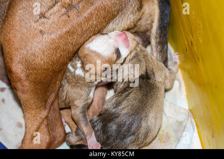 Female dog giving birth to puppies, newborn pups Stock Photo