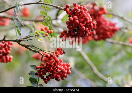 Red berries on a tree Stock Photo