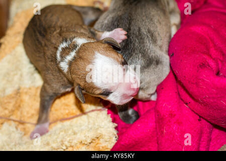 Female dog giving birth to puppies, newborn pups Stock Photo