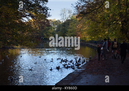 Feeding Ducks in Encliffe Park, Ecclesall Road, Sheffield, South Yorkshire, England, UK United Kingdom, Europe Stock Photo