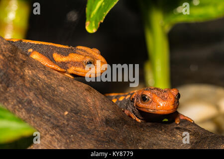 Himalayan crocodile newt hi-res stock photography and images - Alamy