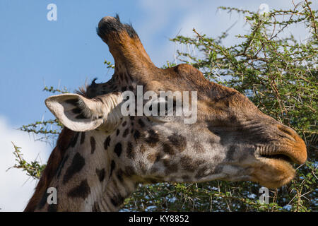 Giraffe feeding on leafs  in acacia tree crown, in the middle of thorns, close up profile portrait,  October 2017, Serengeti National Park, Tanzania,  Stock Photo