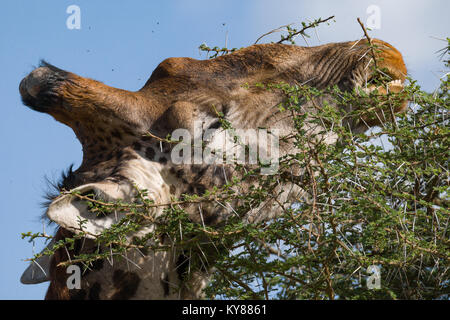 Giraffe feeding on leafs  in acacia tree crown, in the middle of thorns, close up profile portrait,  October 2017, Serengeti National Park, Tanzania,  Stock Photo