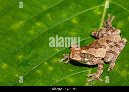 Tawny Tree Frog Stock Photo
