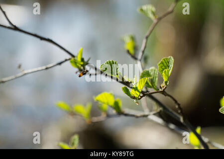 Twigs of Alnus glutinosa (common ald) with fresh young green leaves in spring. Leaves are highlighted by the sun. Blurred background, selective focus. Stock Photo
