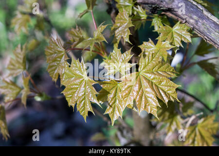 Very young fresh maple leaves (Acer platanoides) in spring forest. Leaves are highlighted by the sun.  Natural background. Selective focus. Stock Photo